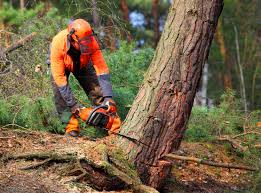 How Our Tree Care Process Works  in  Harrison, MI